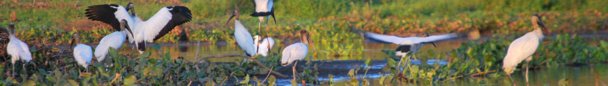 Vögel im Pantanal