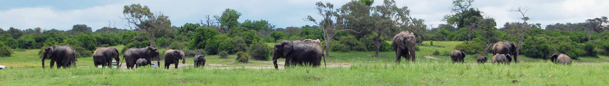 Elefantenherde in Botsuana